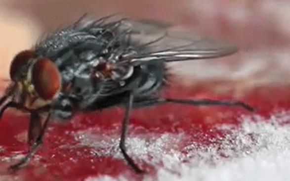 令人讨厌的苍蝇，如何从蛆发育而来？各个阶段有哪些拿手绝活？