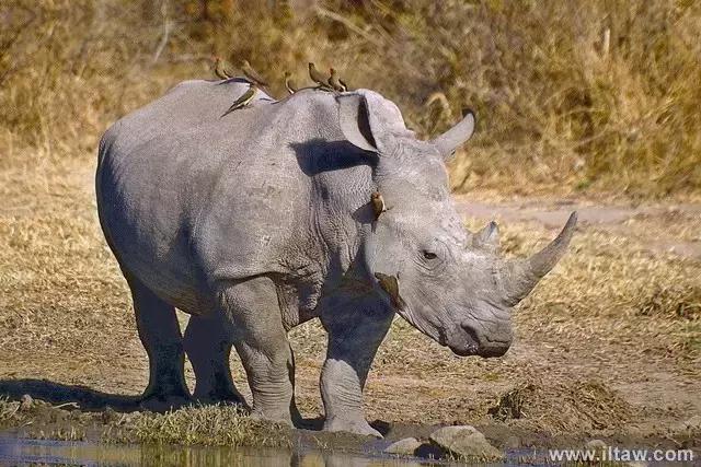 犀牛是否是牛科动物,动物大百科介绍之犀牛