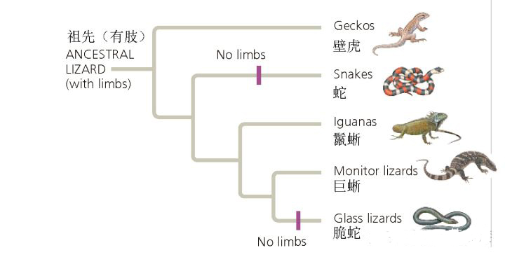 蛇真的是靠鳞片来爬行的吗,蛇的进化算成功还是失败