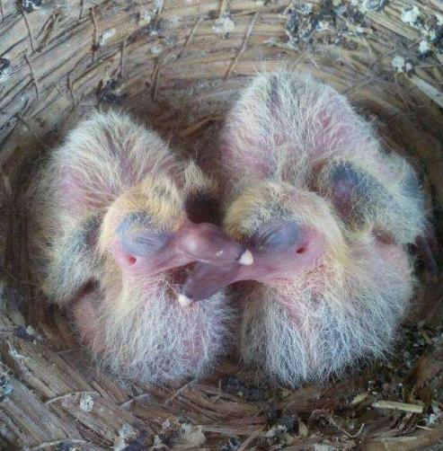 幼鸽分辨公母最准确的方法,养鸽场幼鸽准确辨雌雄