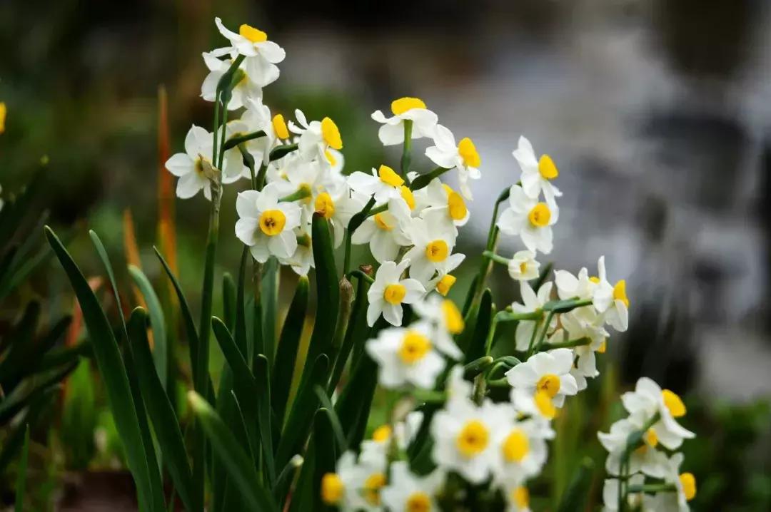元宵花灯太美了,春季赏花郁金香太美了