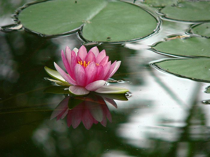 紫清山房琐记(135)栽种睡莲