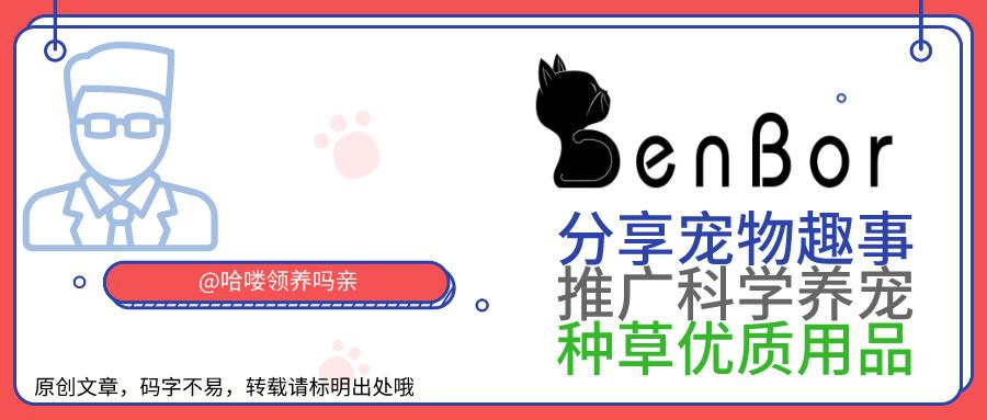 泰迪狗狗的鼻头不长毛是什么原因,狗鼻子不正经的科普视频