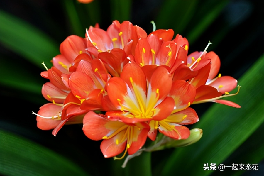 给君子兰换盆盆底加黑黄豆好不好,换盆君子兰盆底放什么好