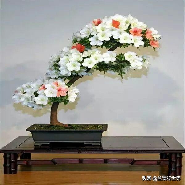 花卉盆景什么时候剪枝,盆景春季的管理