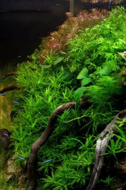 三角形构图水族造景,水族造景构图黄金比例