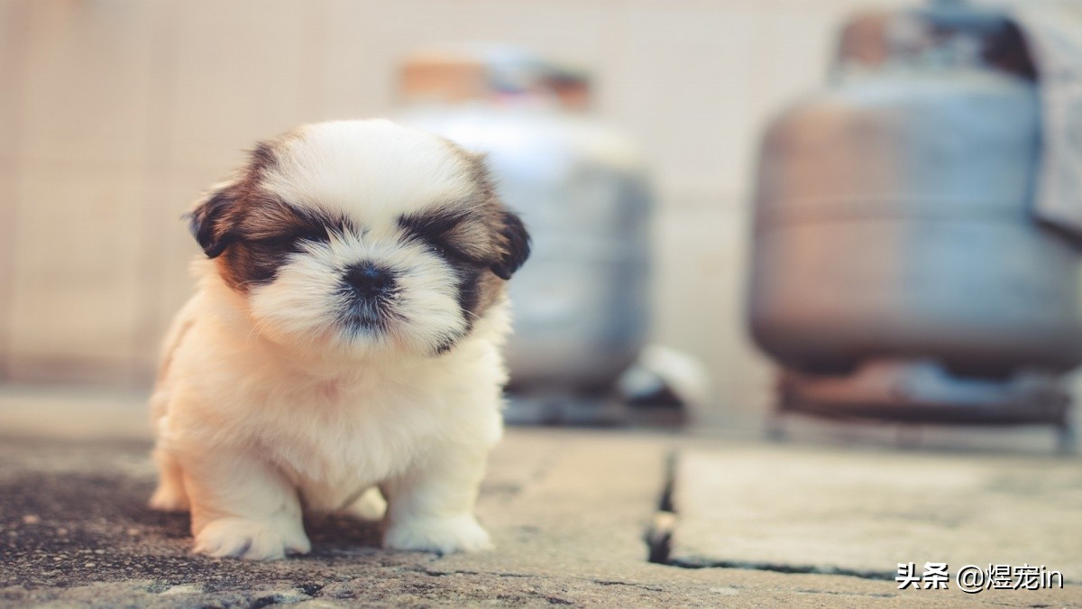 狗狗过敏怎么办最有效,狗狗过敏怎么办最有效的方法