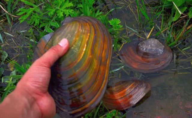 虾稻田怎样放地笼,地笼放河虾要注意什么