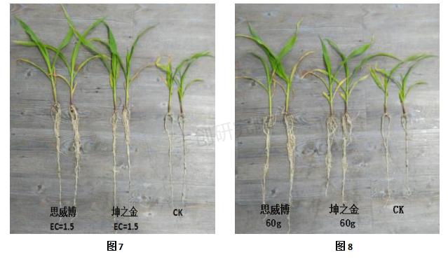 玉米苗黄死苗什么原因,玉米苗施尿素后死苗怎么回事