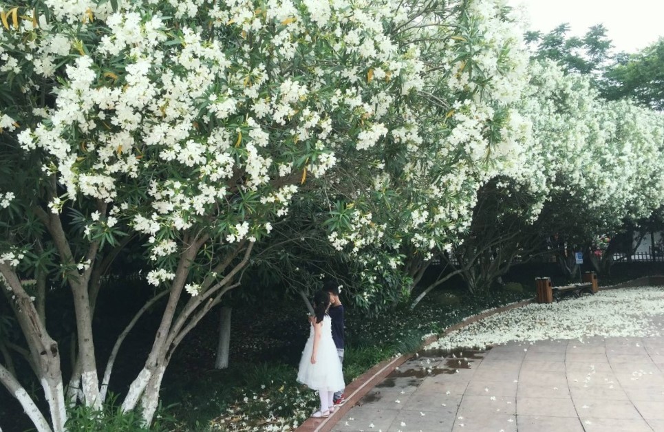 有毒的夹竹桃为什么还这么受欢迎 (夹竹桃是什么地方有毒)