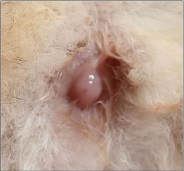 猫子宫囊肿怎么治疗,猫宫腔积脓最佳治疗方案