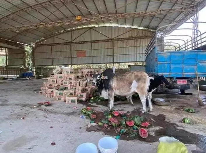 缅甸西瓜疫情最新消息,受疫情影响西瓜价