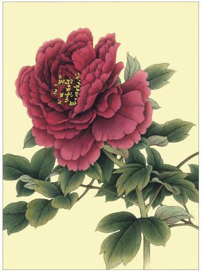 工笔牡丹勾线画法,工笔牡丹十二品设色步骤