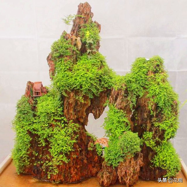 适合种在上水石上的绿植,上水石适合栽种什么绿植啊