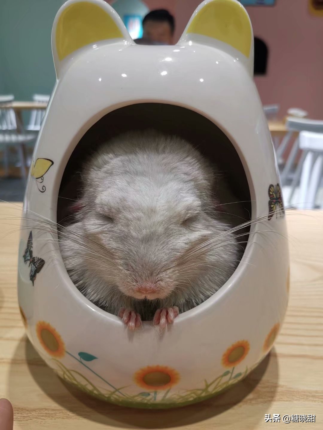 龙猫土拨鼠蜜袋鼯,龙猫真是太可爱了心都要被萌化了