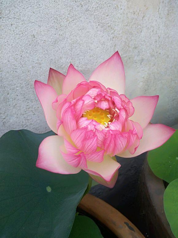 养荷花叶子发黑怎么办,水培碗莲为什么一直长绿叶