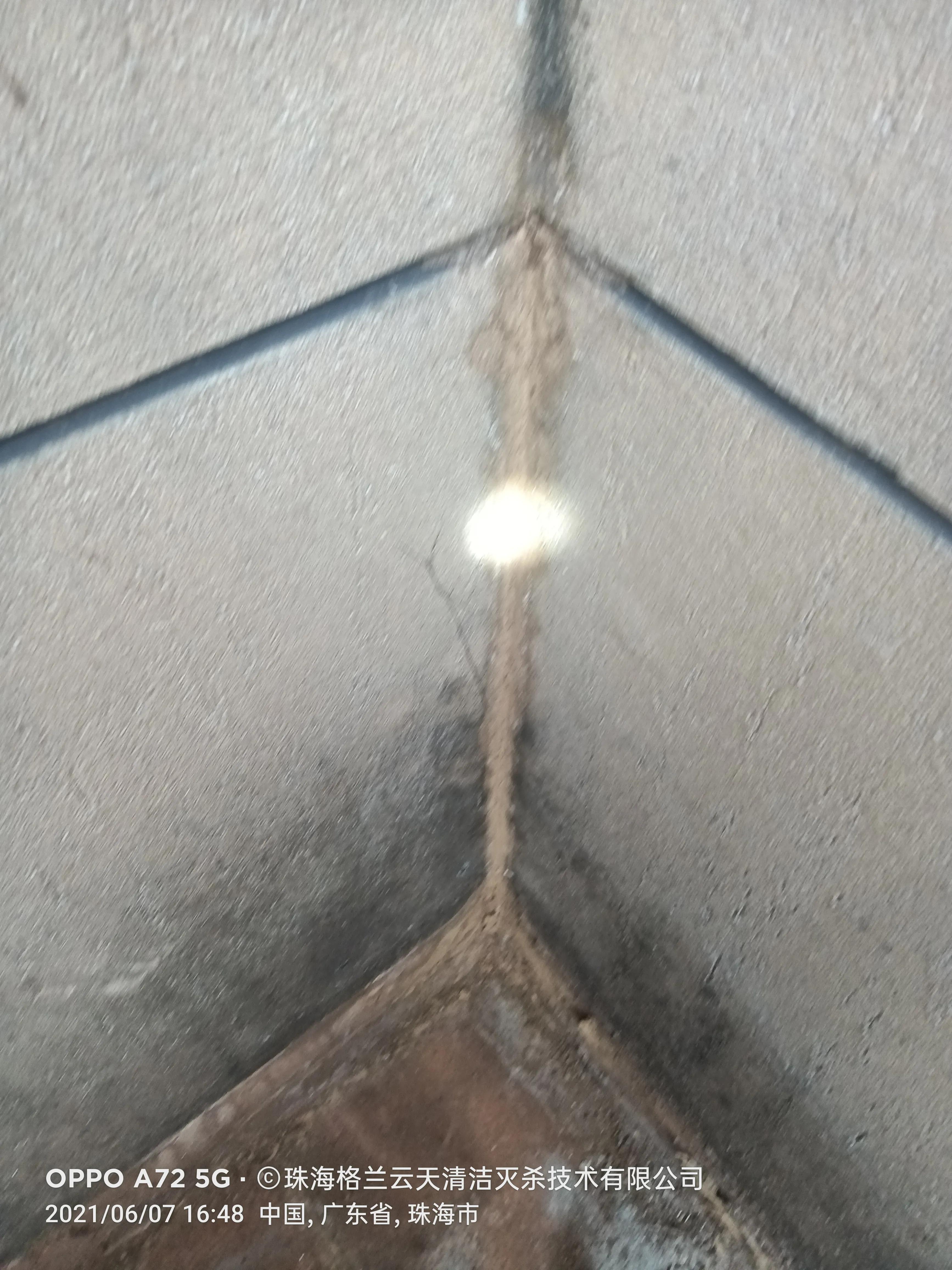 珠海白蚁防治公司现场灭杀白蚁,珠海白蚁防治