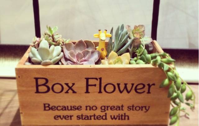 家里花瓶插花放点什么,创意养花花瓶