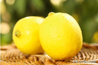 柠檬的酸度相当于醋的多少度,柠檬的糖度和酸度