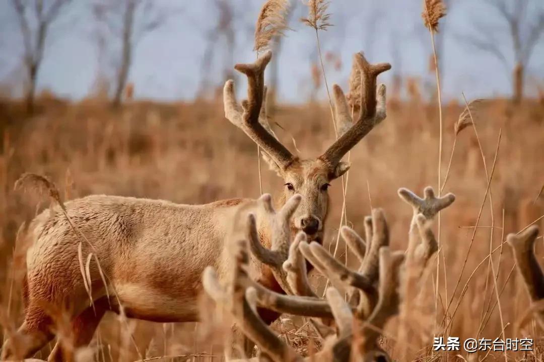 东台四不像炒莴苣,东台四不像