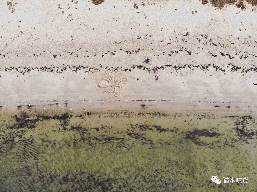 墨尔本小企鹅,墨尔本企鹅完整视频