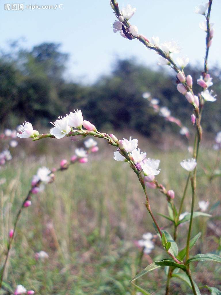 王安忆长恨歌中对流言的描写,王安忆血缘与仙缘