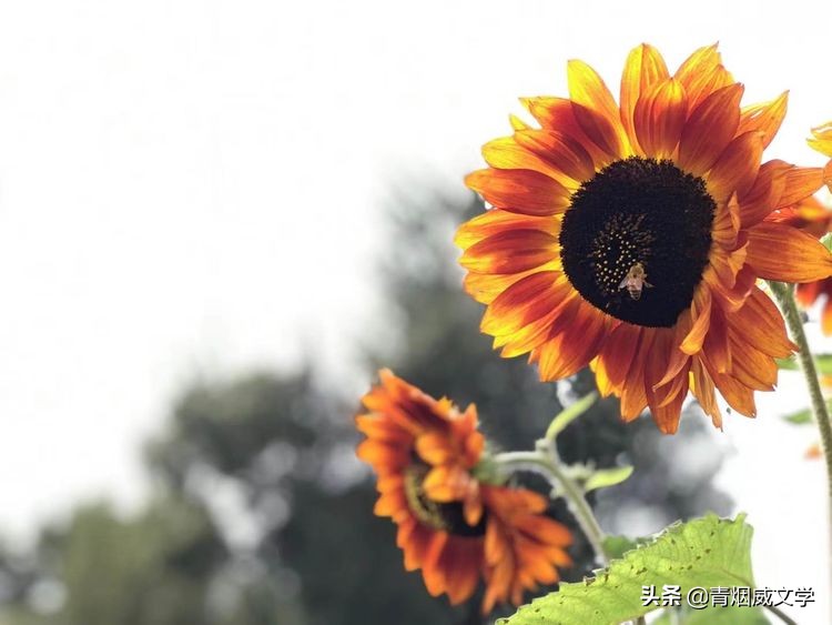 岁月无情风过肩（随笔）