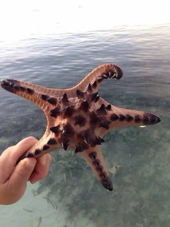 海鲜大全,最全海鲜冷知识