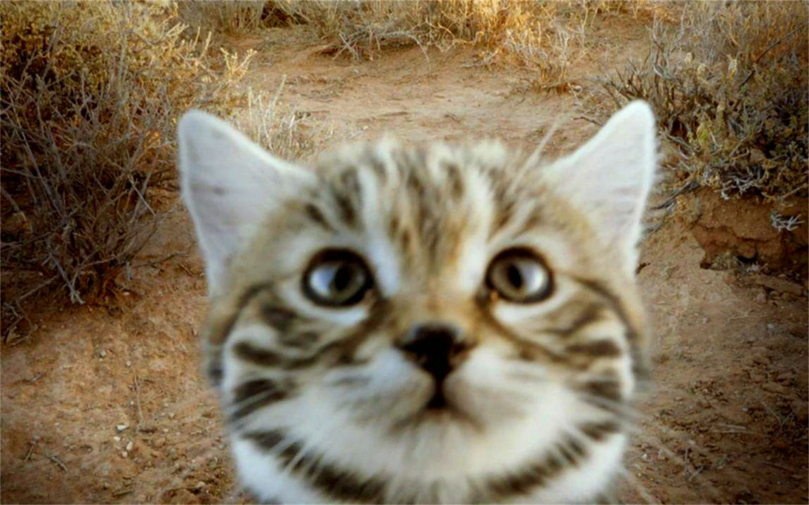 非洲最小的猫,猫科捕猎效率最高的“杀戮机器”,被全世界禁养