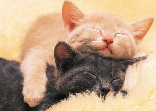 猫咪贫血药物治疗多久恢复,猫咪贫血的原因是什么有什么症状