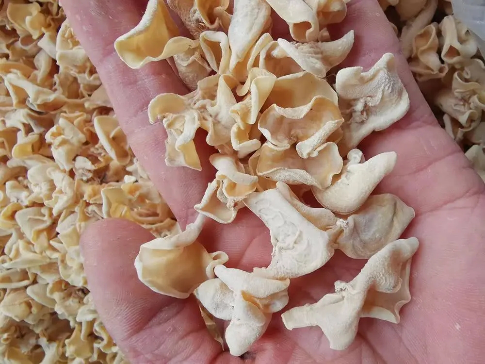 天山雪莲很像植物,罕见的植物天山雪莲