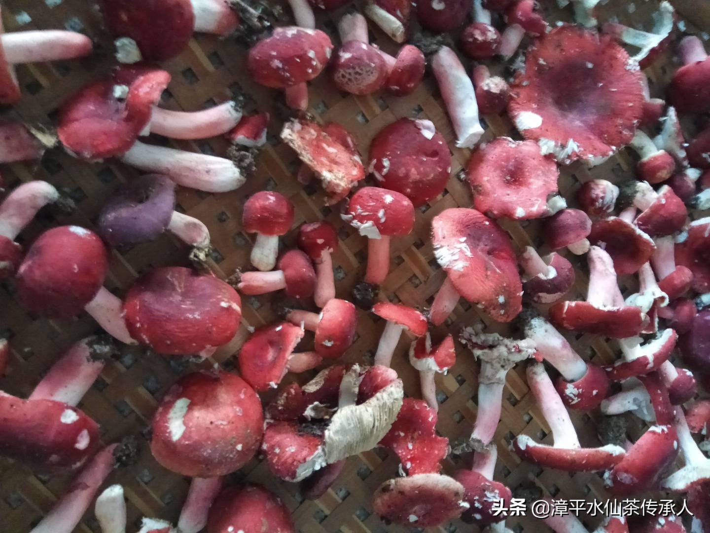 漳平南洋镇野生红菇,福建龙岩漳平水仙茶