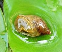 鱼缸都是蜗牛怎么办,鱼缸有蜗牛能养鱼吗