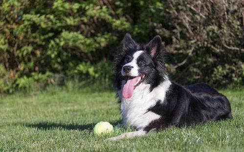 为什么边牧当不了导盲犬,为什么说边牧的智商排第一