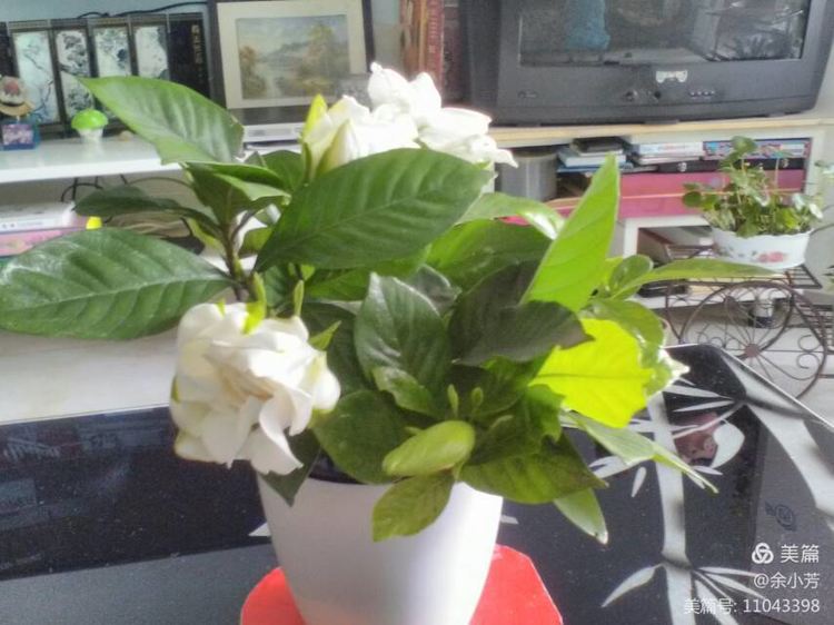 栀子花开歌曲歌词,栀子花开歌曲完整版