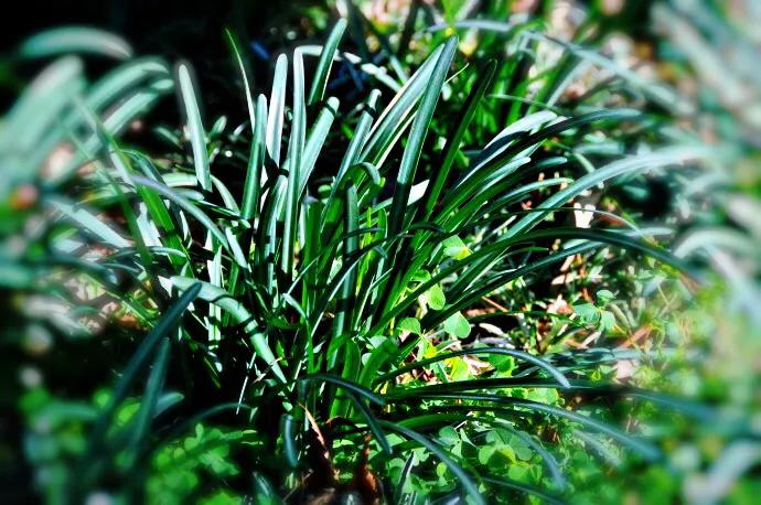 花开一千年落一千年花叶永不相见,彼岸花开从此花叶永不相见