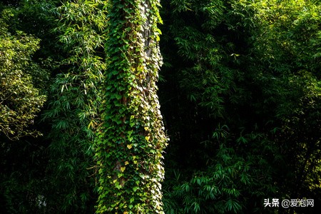 重庆东泉最好的温泉是哪家店,重庆东泉温泉旅游攻略