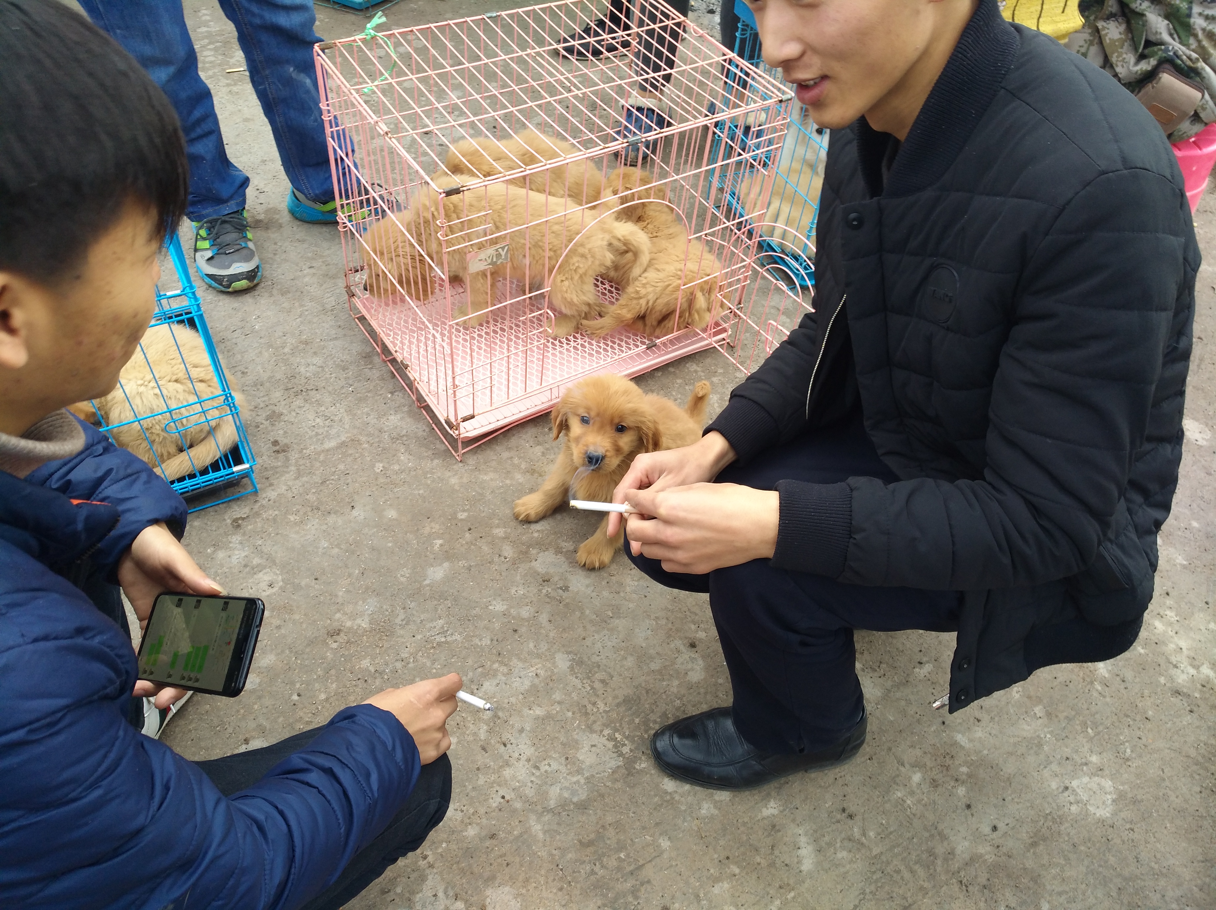 狗市场幼犬出售银川,集市卖金毛幼犬
