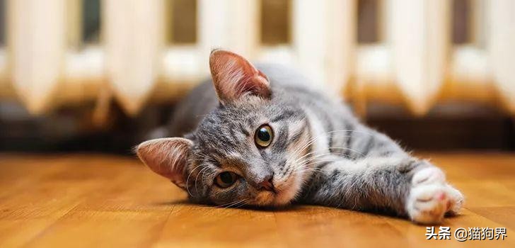 大猫咪身上有跳蚤怎么办,驱虫猫身上的跳蚤