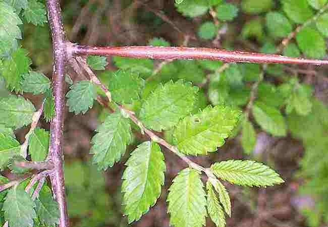 猫咪烧心怎么解决,猫咪肠胃炎拉血药推荐