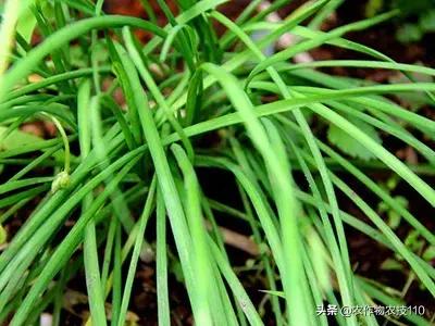 怎样防止韭菜生地蛆,怎样防止韭菜根的虫害