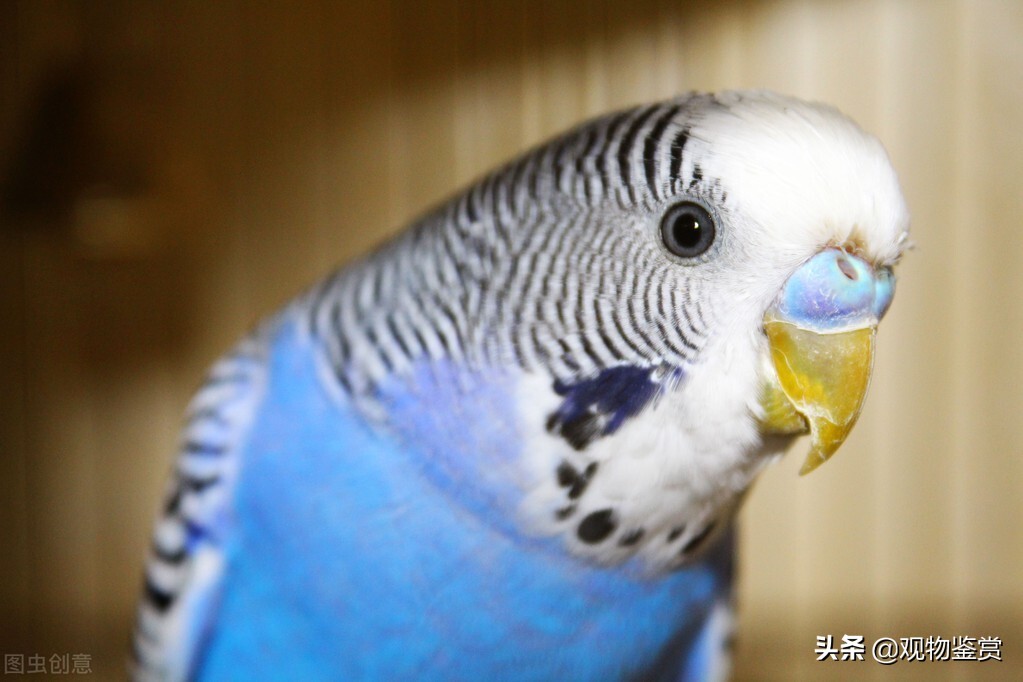 虎皮鹦鹉好动是公的吗,虎皮鹦鹉的习性是什么