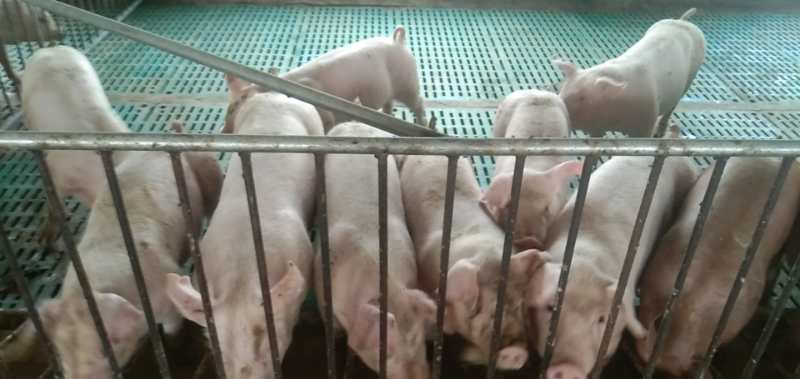 猪采食量上不去是什么原因,生猪吃食减量是怎么回事