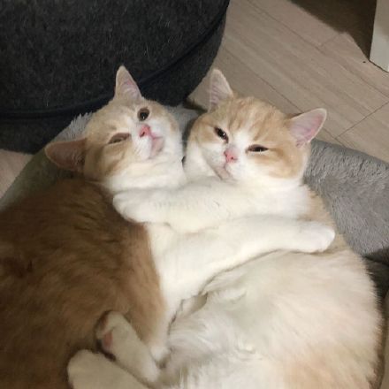 这只乳白英短，在摄影师主子镜头前，竟然活成了贵妃相，美翻了