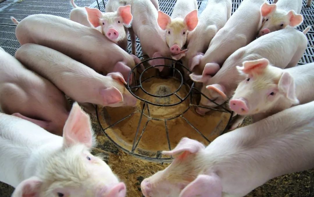 农村养殖母猪怎样才能赚钱,养什么母猪赚钱利润高