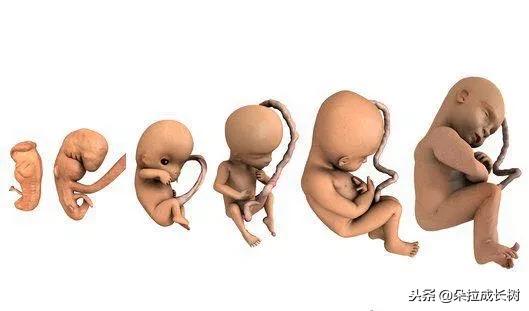 不同孕周的胎动,孕多少周能感受到明显的胎动