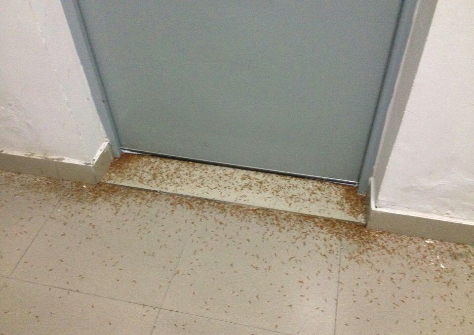 梅雨季节爆发的飞蚁，带着特有的“部落习俗”入侵南方