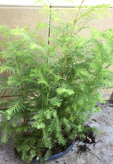 新手也能学会的修剪盆景技巧,枸杞盆景修剪技巧图解