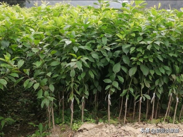 银妃三华李脆甜质优果大，最新特色三华李水果苗岭南夏令果王