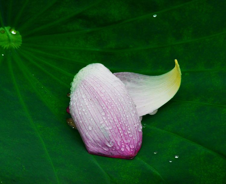 涔愯嚦鑽疯姳鎽勫奖浣滃搧娆ｈ祻,涔愯嚦鍗拌薄鎽勫奖